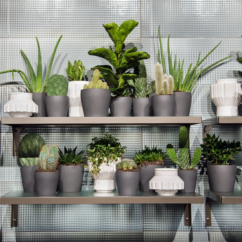 indoor plants