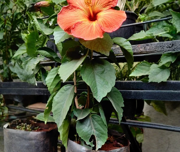 Hibiscus
