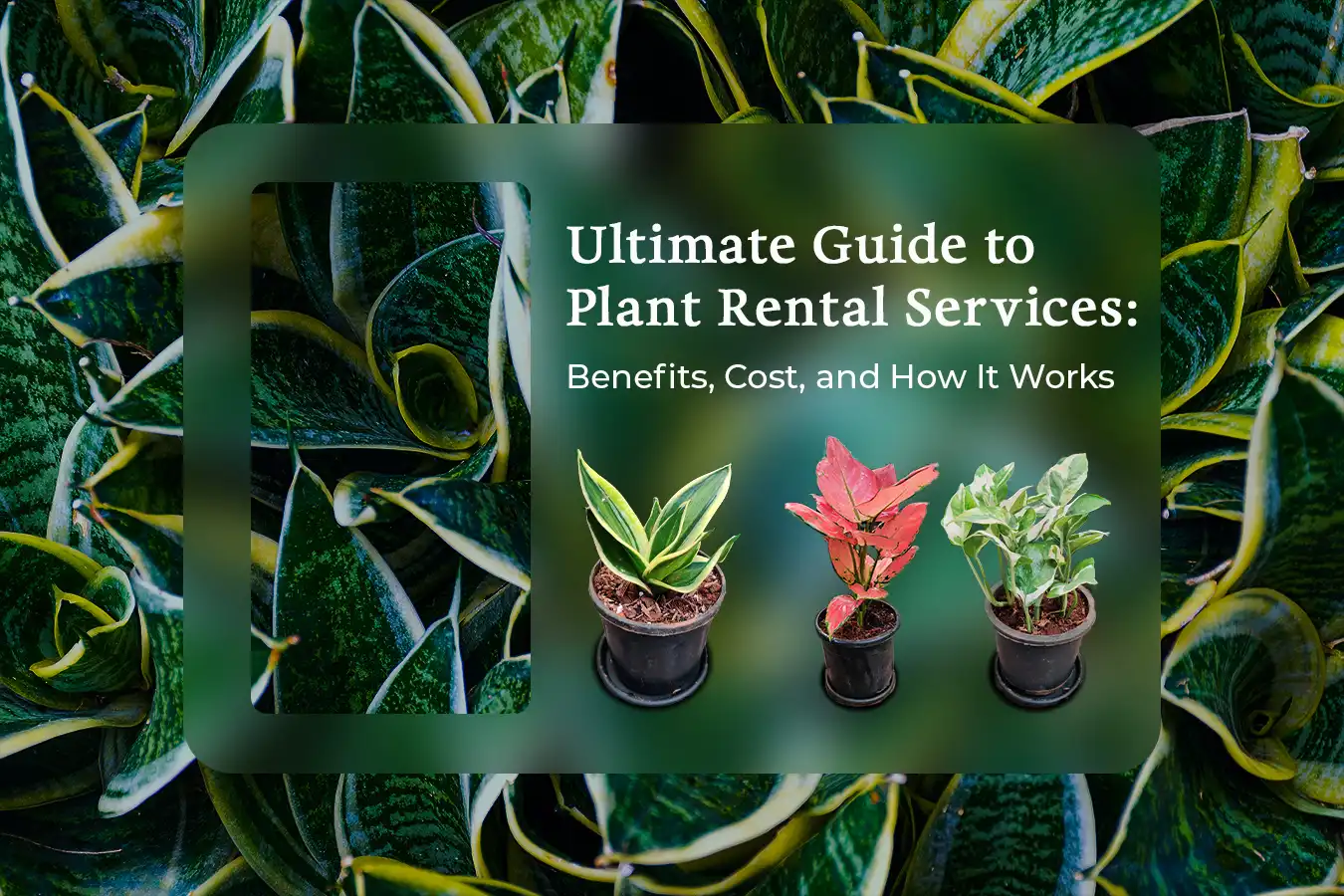 ultimate guide to plant rental services benefits